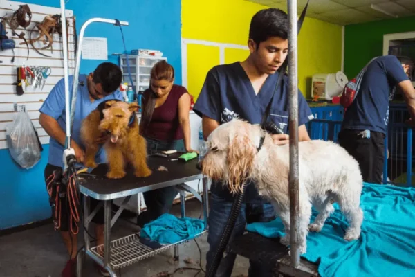 volunteer-abroad-in-guatemala-ivhq-animal-care1-min